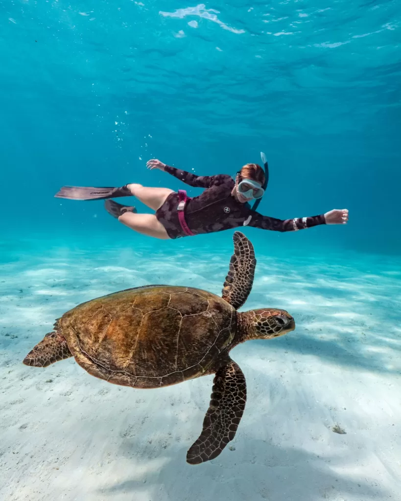 Oman Turtle dives